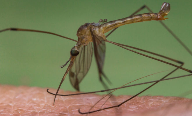 West Nile Virus montgomery county