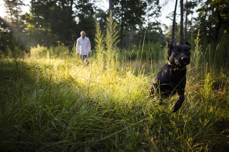 off the lead dog park