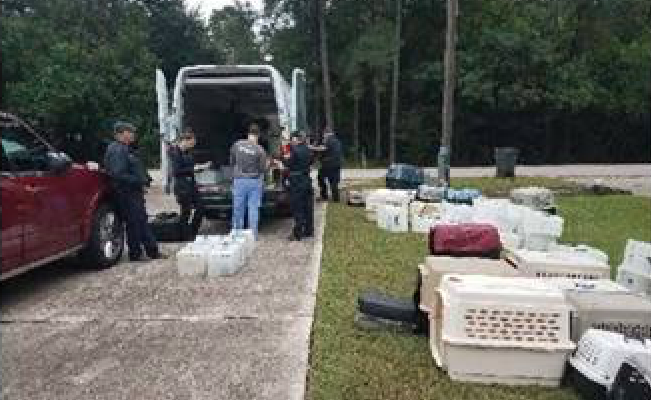 Montgomery County Sheriff's Office Livestock Unit and partners seize 230 cats from home in Spring.