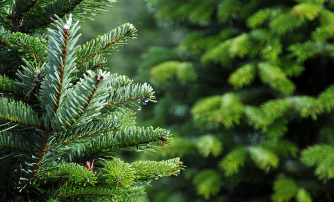 The Woodlands Township offers Christmas tree disposal for residents