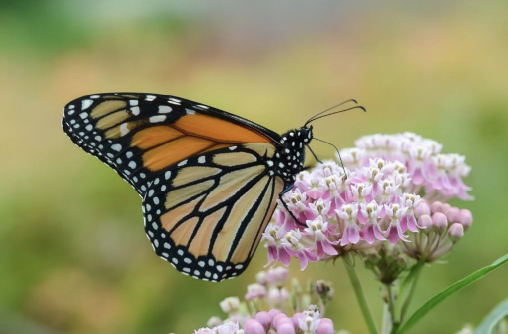 The Woodlands Township introduces Plant for Pollinators program