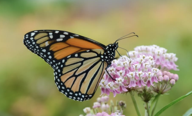 The Woodlands Township introduces Plant for Pollinators program