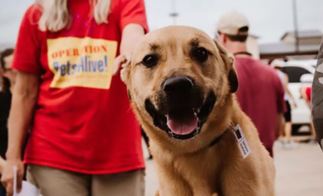 Animal shelter hosts free adoption event at PetSmart - Restoration NewsMedia