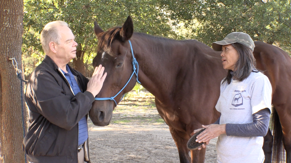 Henry's Home Horse & Human Sanctuary