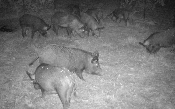 First month feral hog elimination efforts show great success