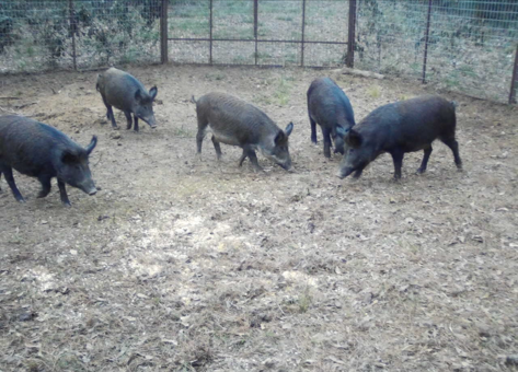 First month feral hog elimination efforts show great success