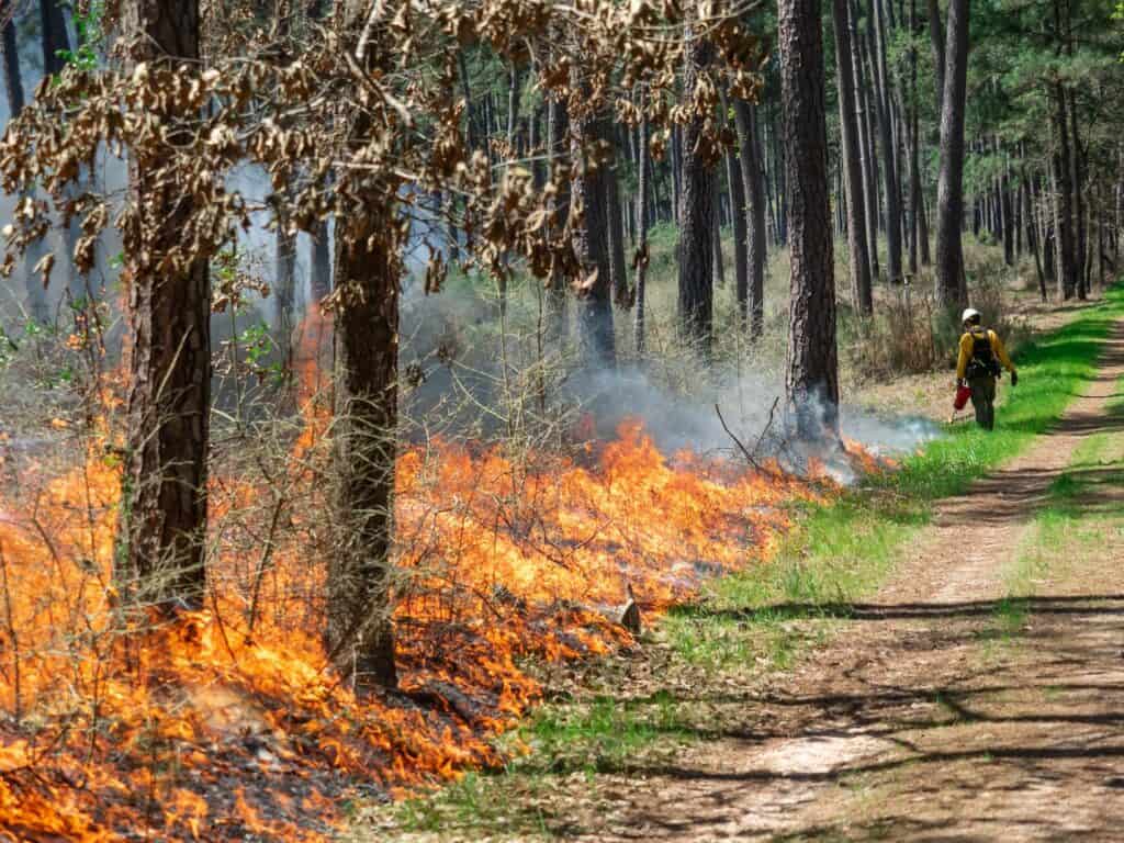 prescribed burning operations on the W.G. Jones State Forest