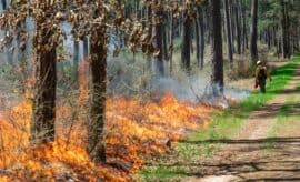 prescribed burning operations on the W.G. Jones State Forest