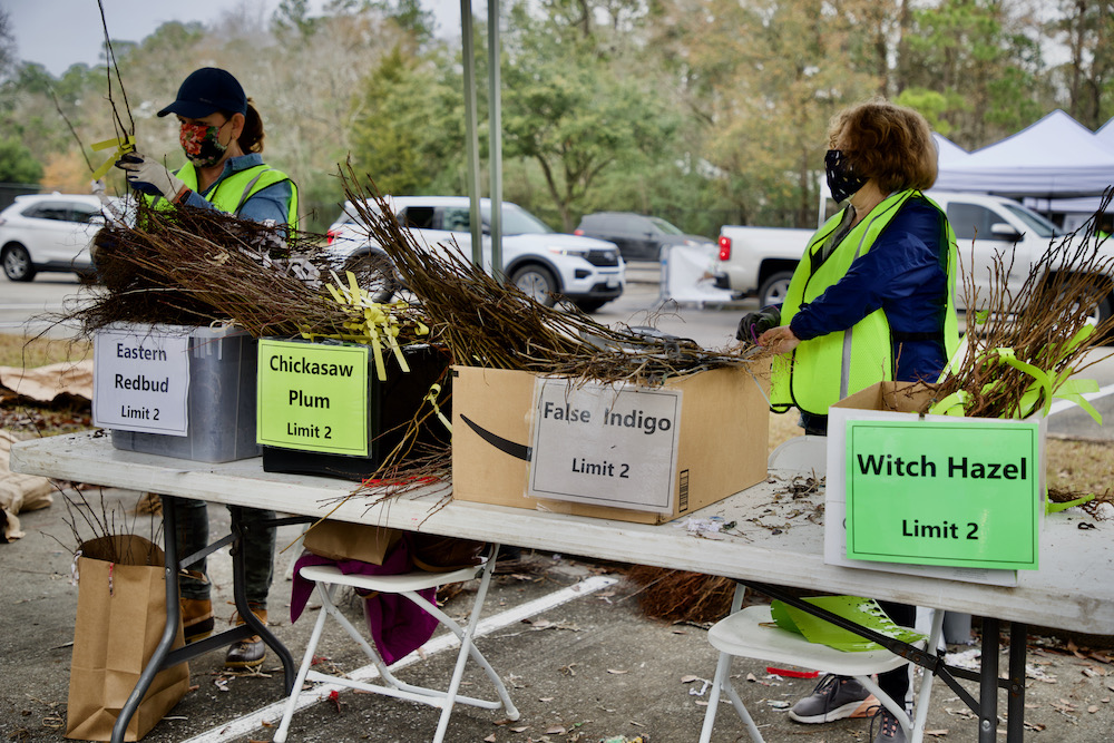 45th Annual Arbor Day Tree Giveaway DriveThrough  Hello Woodlands