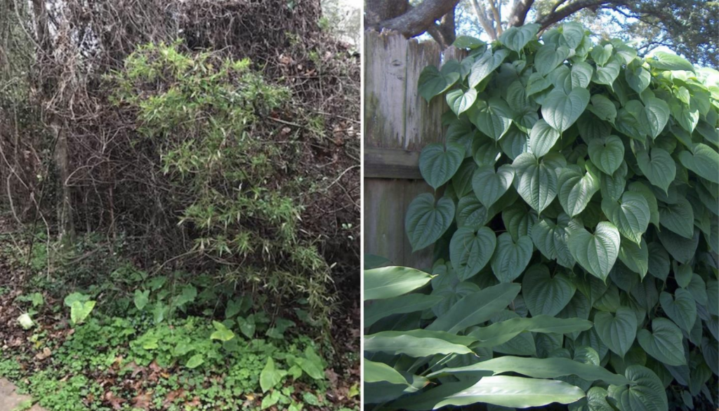 Invasive species like air potato vines and elephant ears can overgrow and become a threat to native trees and plants. Volunteers are needed to help contain the spread of these plants in The Woodlands.