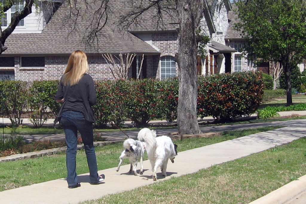 dog walking 3