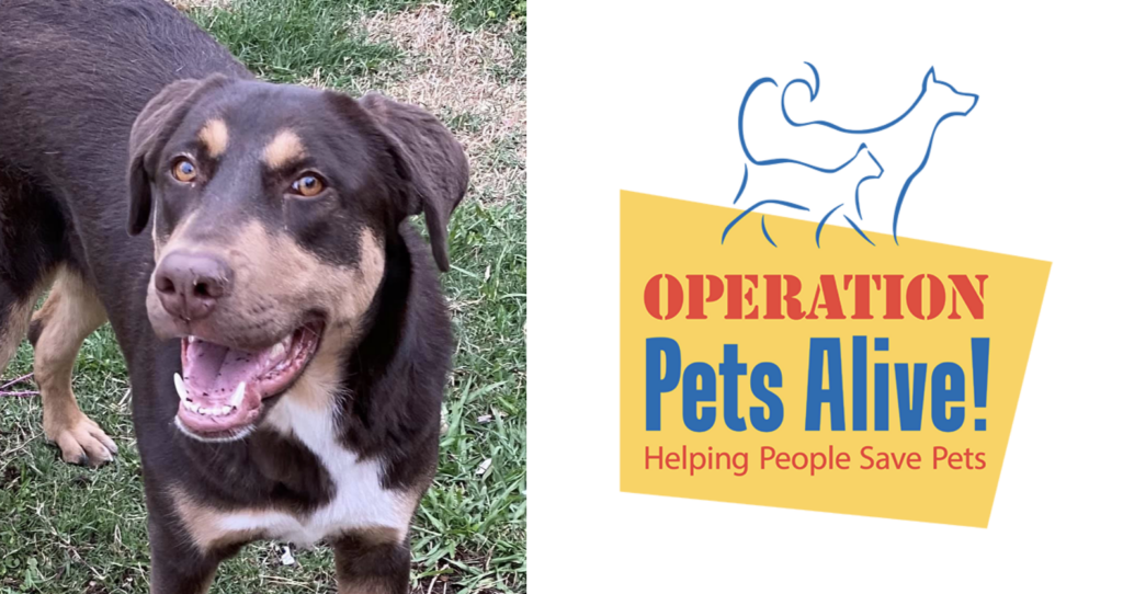 Pet of the Month Manolo Operation Pets Alive