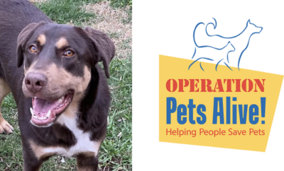 Pet of the Month Manolo Operation Pets Alive