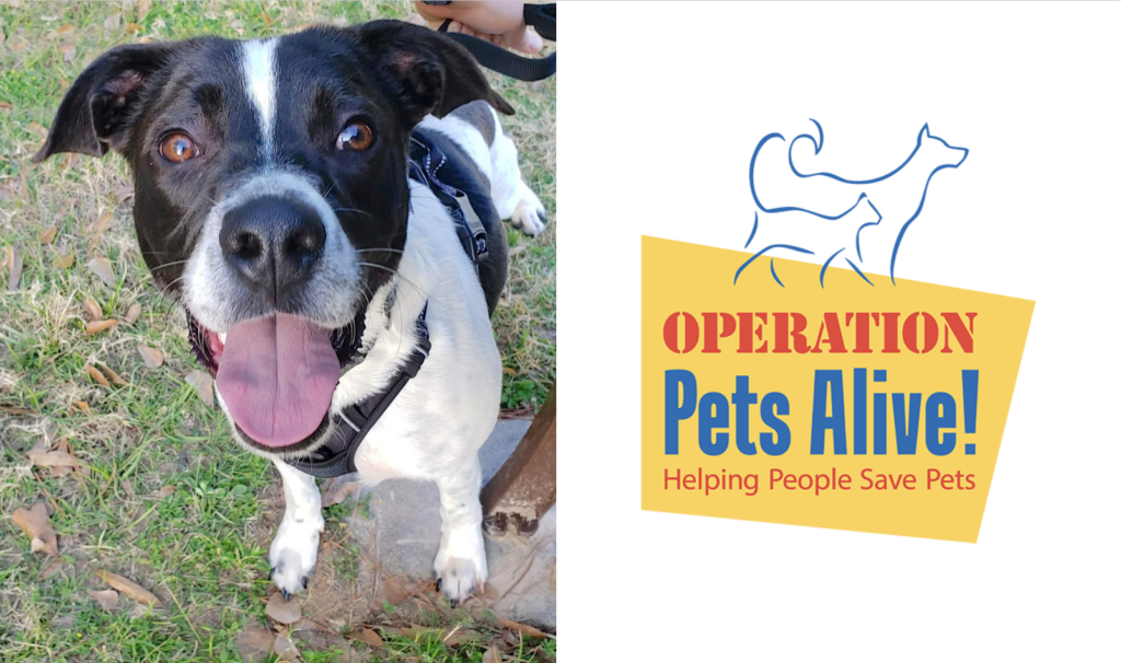 Hello Woodlands Pet of the Month Bucky Operation Pets Alive