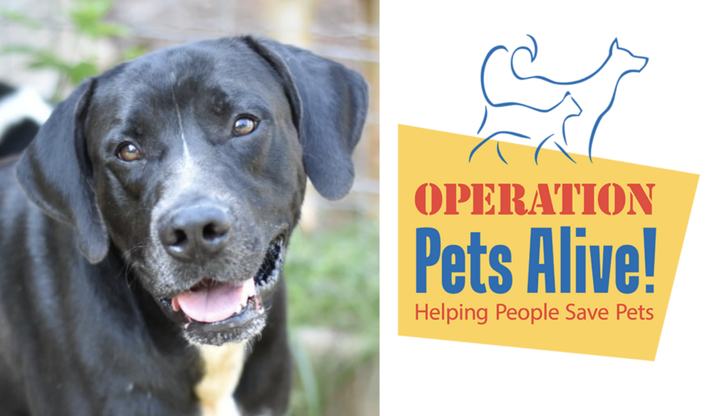 Pet of the Month Shane Operation Pets Alive