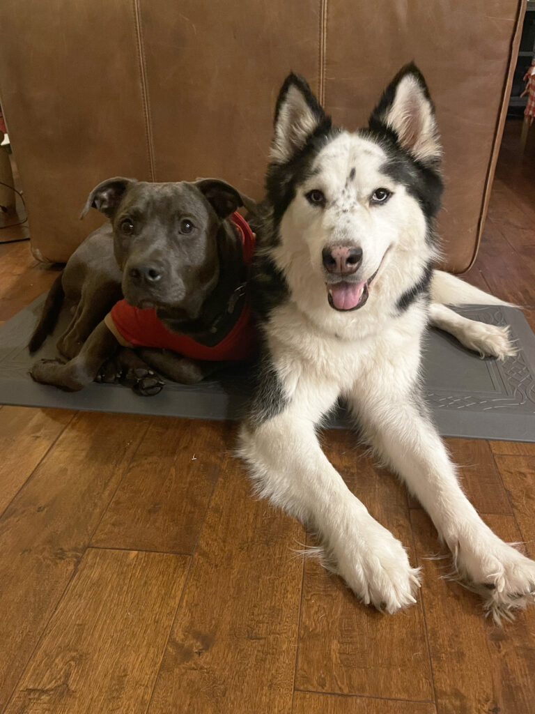 Winston and his husky sister Lula