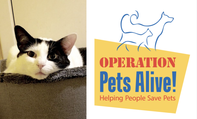 Upcoming Events – Operation Pets Alive