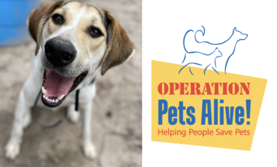 Pet of the Month Charlie Operation Pets Alive Hello Woodlands