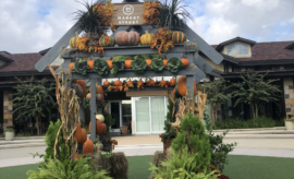 Market Street Fall Photo Pumpkin Backdrop