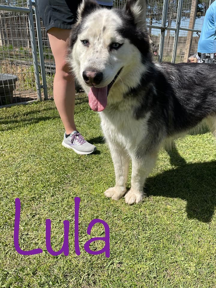 Lula Pet of the Month Operation Pets Alive