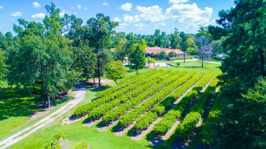 Wild Stallion Vineyards