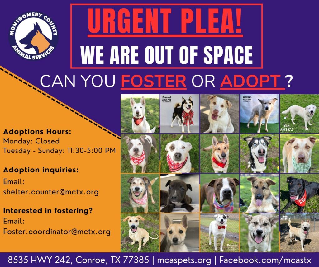 Montgomery county shelter store dogs