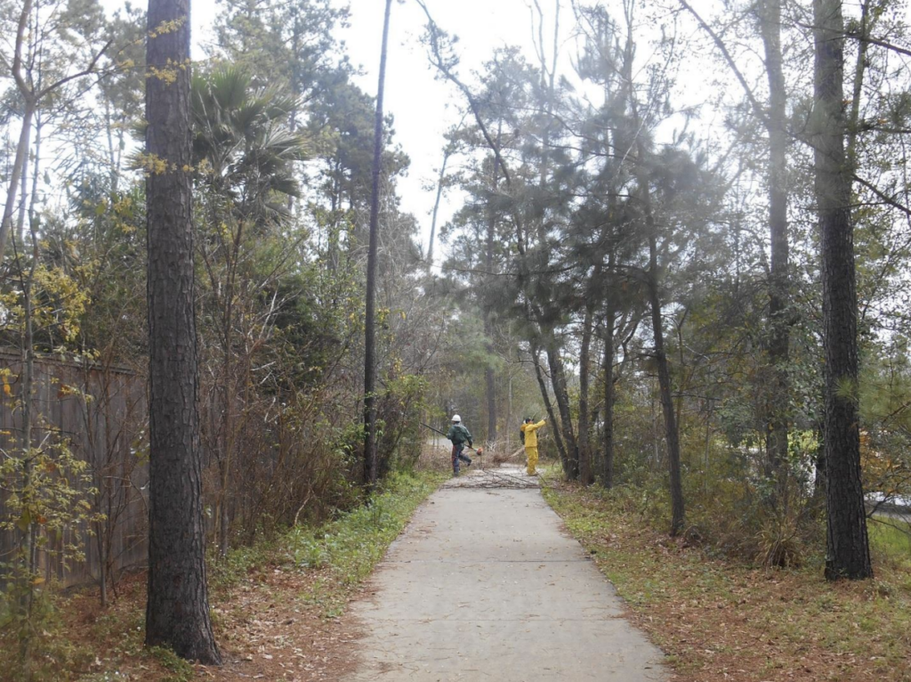 The Woodlands Township is waiting for warmer temperatures to understand the full impact of the recent freeze before beginning the annual cutback of trees and plants.