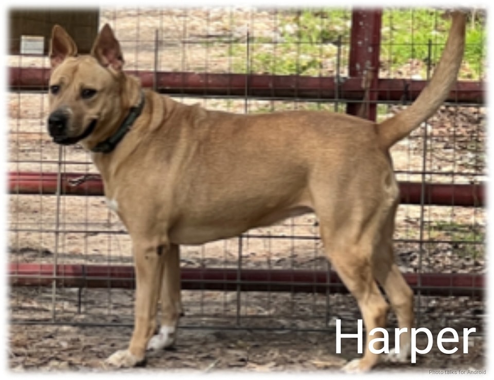 Pet of the Month: Harper - Hello Woodlands