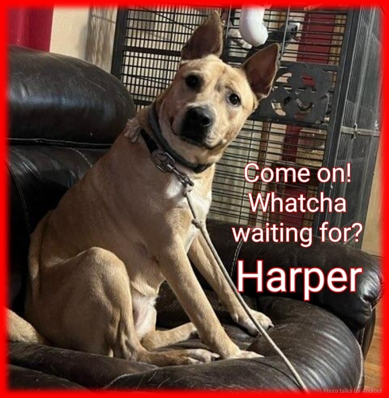 Operation Pets Alive Harper 2023