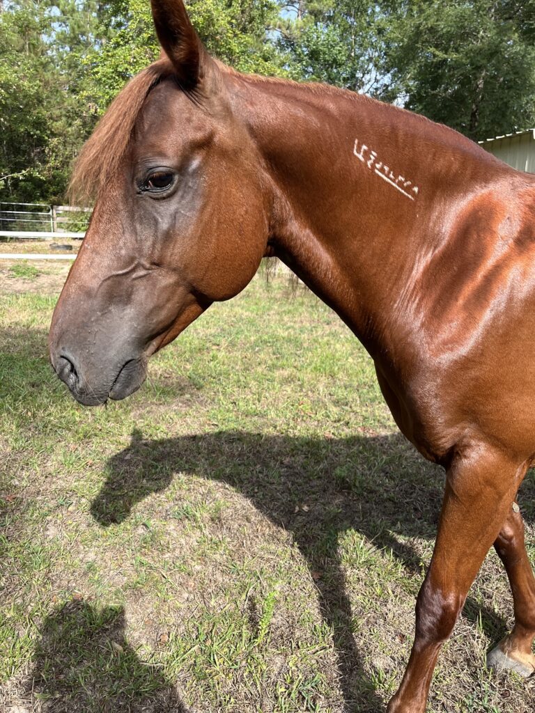 Ruby's Home for Good Equine Therapy Texas