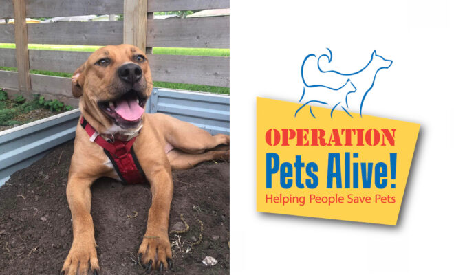 Operation Pets Alive Hello Woodlands Pet of the Month Rhonda