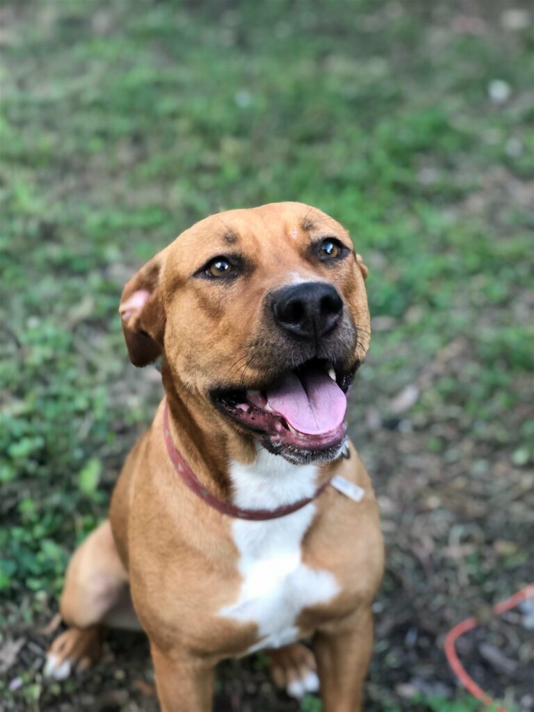 Operation Pets Alive and Hello Woodlands Pet of The Month Rhonda