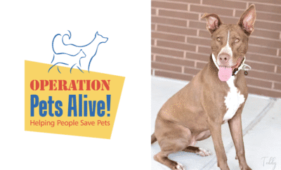 Operation Pets Alive Pet Dog of the Month Teddy Hello Woodlands