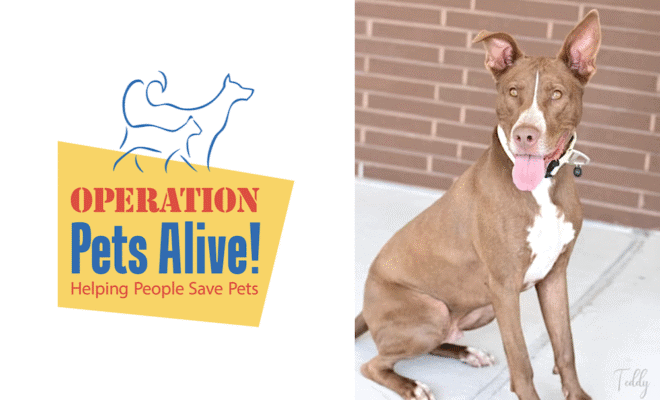 Operation Pets Alive Pet Dog of the Month Teddy Hello Woodlands