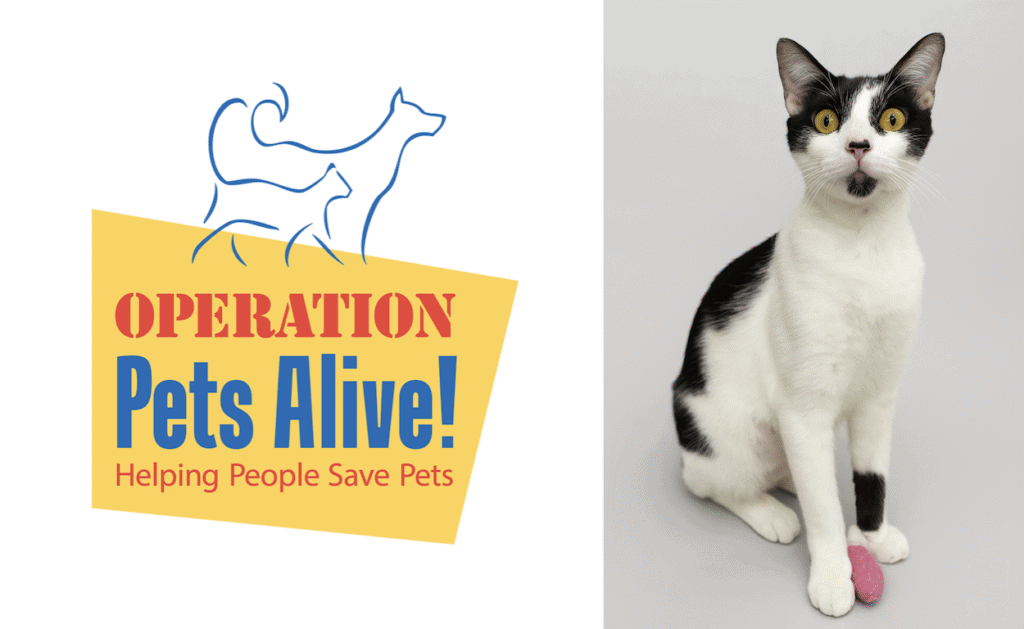 Pet of the Month OPA Cat Rosie