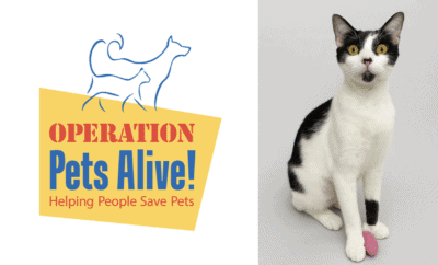 Pet of the Month OPA Cat Rosie