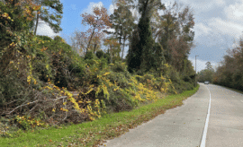 Invasive vines covering an area; Photo Credit: The Woodlands Township