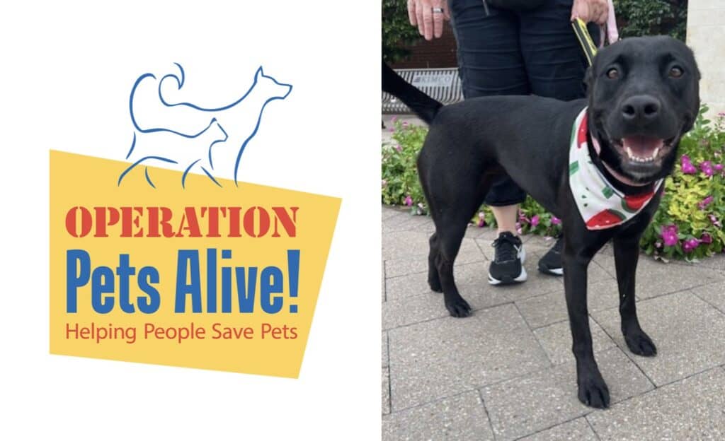Operation Pets Alive Pet Dog of the Month Sadie Hello Woodlands