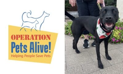 Operation Pets Alive Pet Dog of the Month Sadie Hello Woodlands