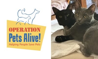 Operation Pets Alive Cats Periwinkle and Flax - Pet of the Month