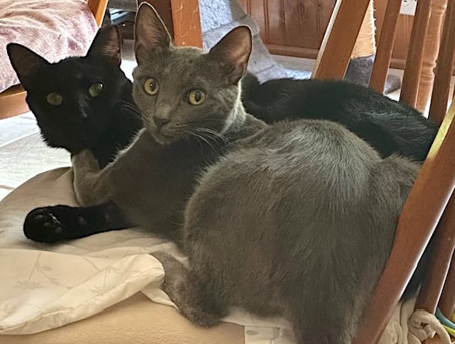 Periwinkle and Flax Operation Pets Alive