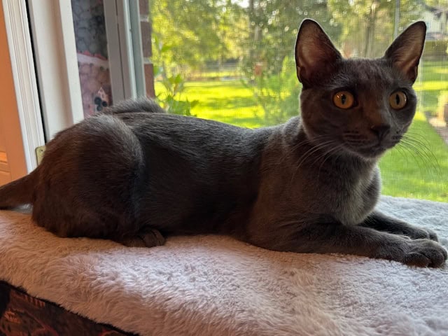 Periwinkle Operation Pets Alive