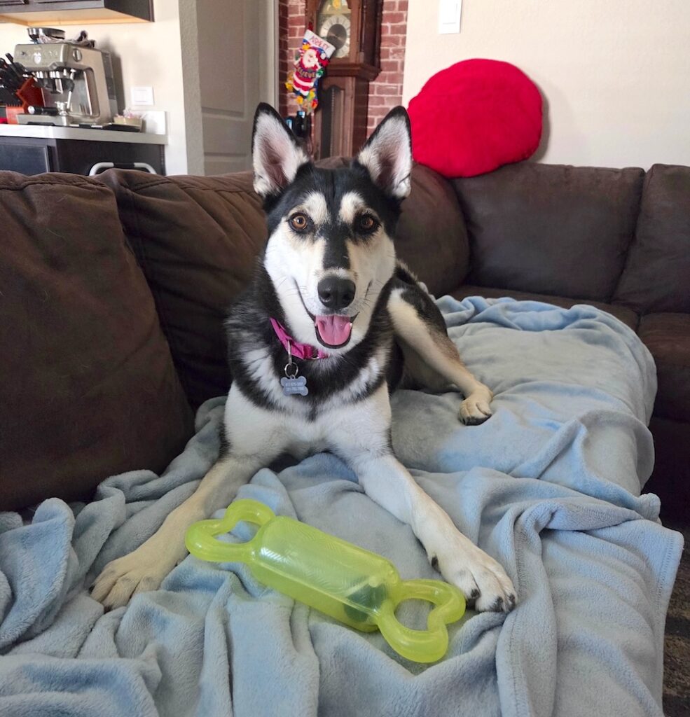 Operation Pets Alive Fifi