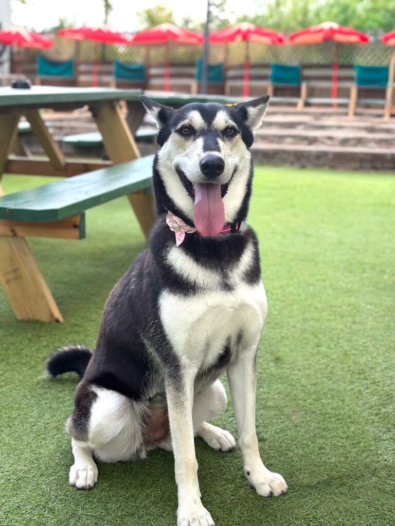 Operation Pets Alive Dog Pet of the Month Fifi