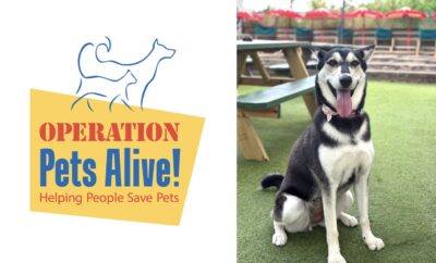 Operation Pets Alive Pet Dog of the Month Fifi