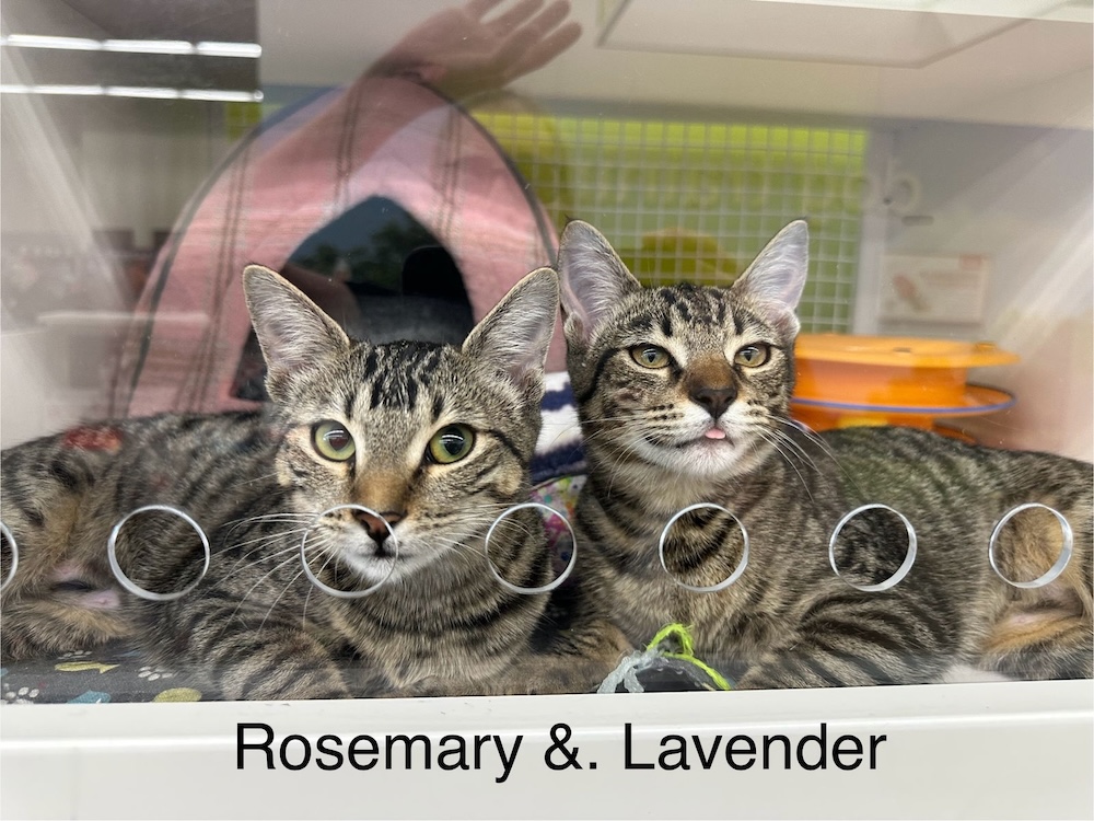 Rosemary & Lavender Pet of the Month Operation Pets Alive
