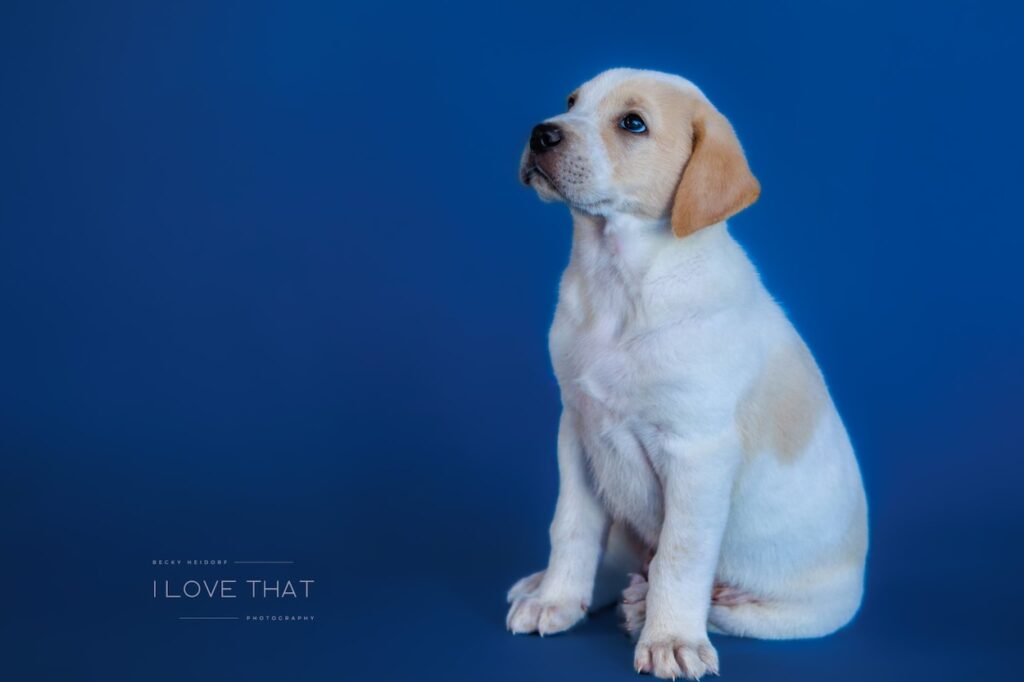 Adoptable dogs from Operation Pets Alive will be at the PetSmart at 6545 Grand Parkway, Suite 104, Spring, Texas, in support of National Adoption Week, taking place March 28-29, 2026. Photo Credit: Becky Heidorf, I Love That Photography
