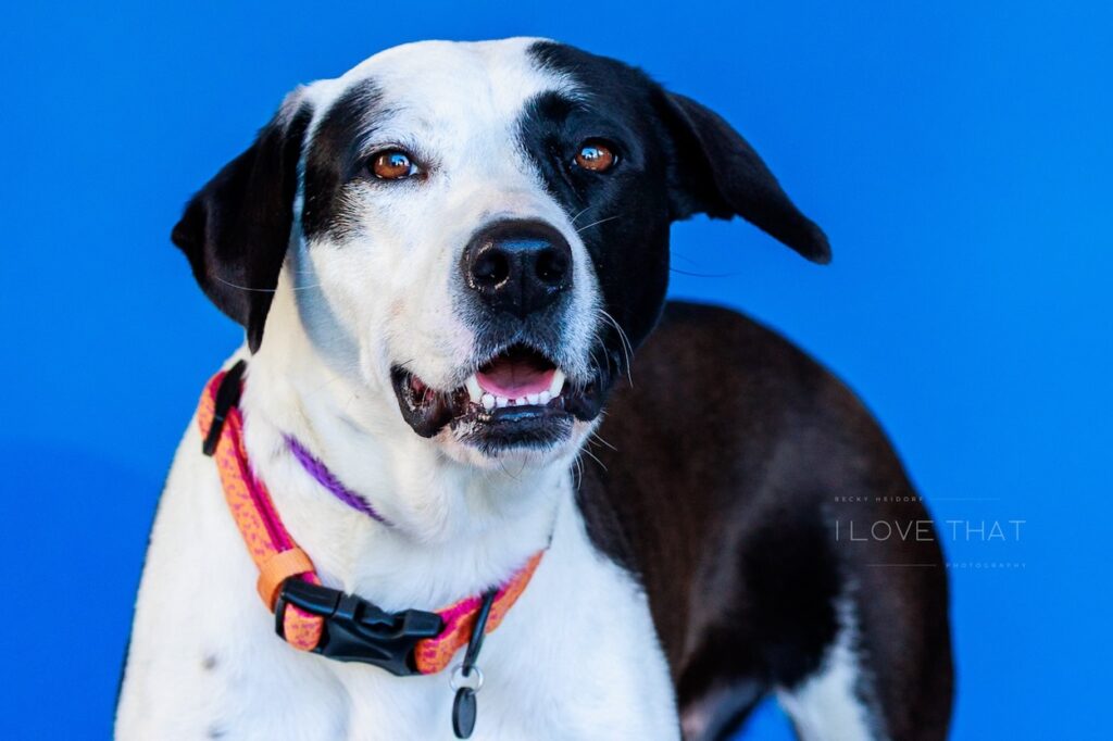 Adoptable Operation Pets Alive Dog during National Adoption Week