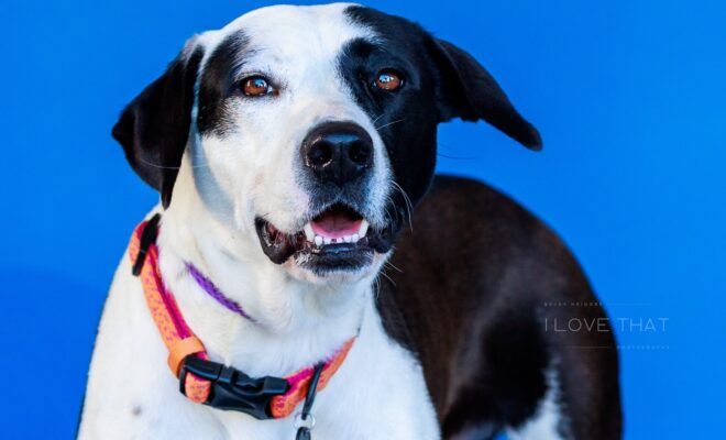 Photo credit: Becky Heidorf, I Love That Photography