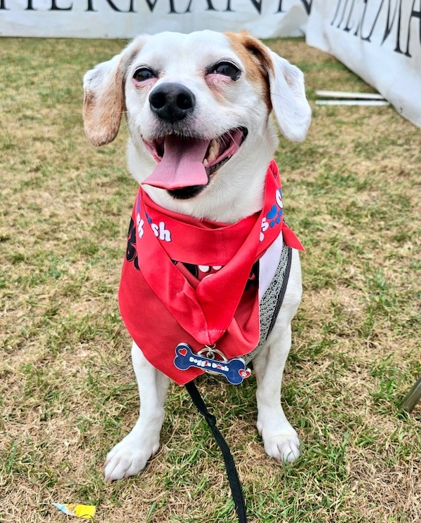 IRONKIDS 25 Doggie Dash